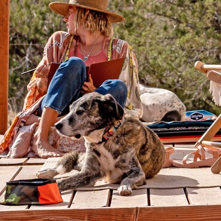 PackLeader Dog Collar