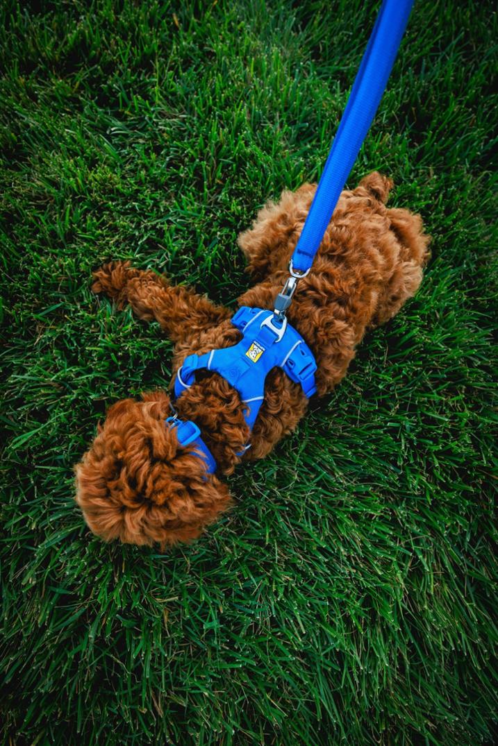 Location Image for Front Range Leash