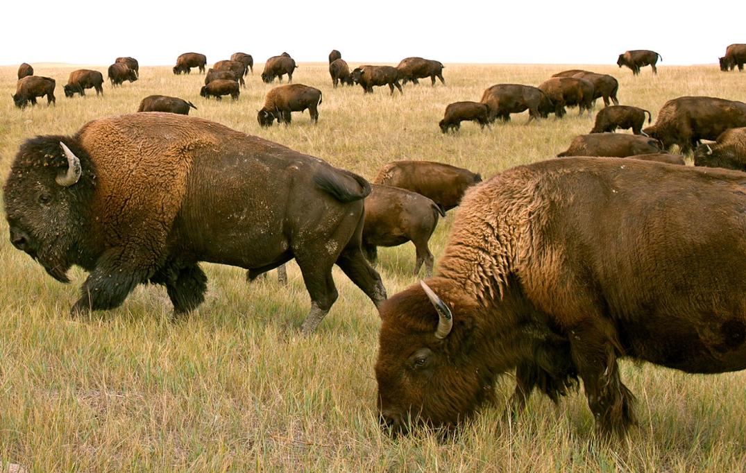 Location Image for Grass-Fed and Finished Bison Stick