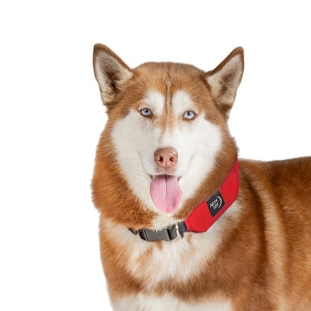 Nite Ize RadDog All-In-One Collar and Leash 6