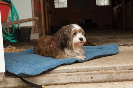 In use (Blue/Orange)