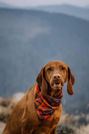Location Image of color Pumpkin Spice