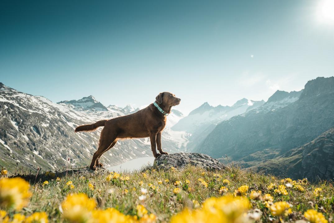 Location Image for Rope Reflective Collar