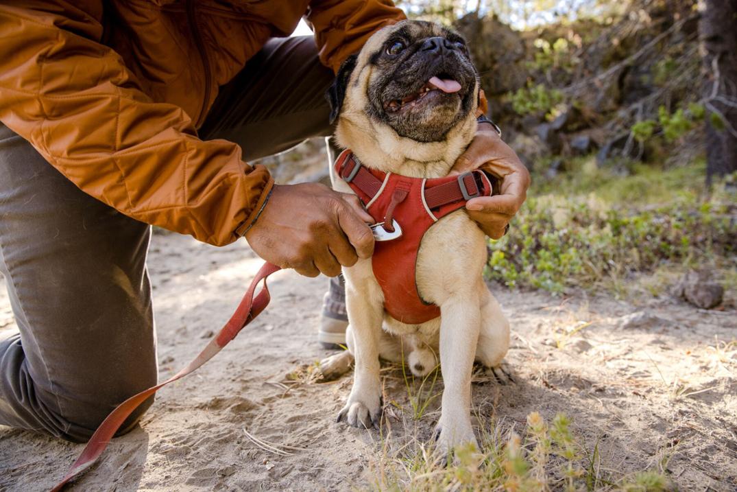 Location Image for Front Range Dog Harness