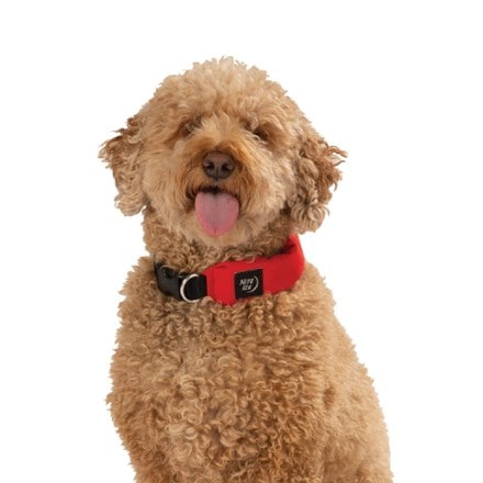 Nite Ize RadDog All-In-One Collar and Leash 4