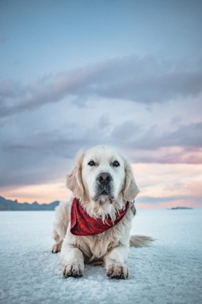 Wilderdog Cooling Bandana 2