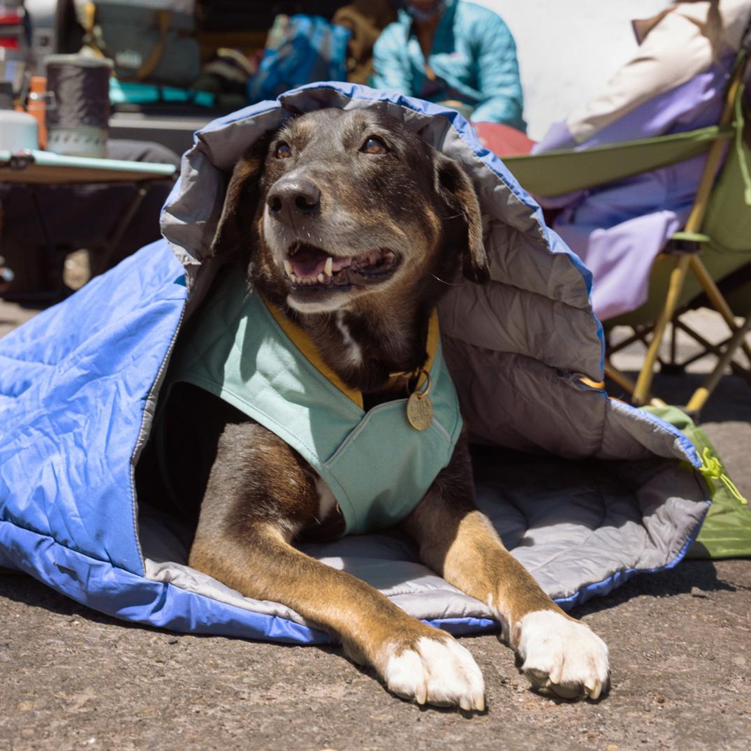 Location Image for Stumptown Dog Jacket