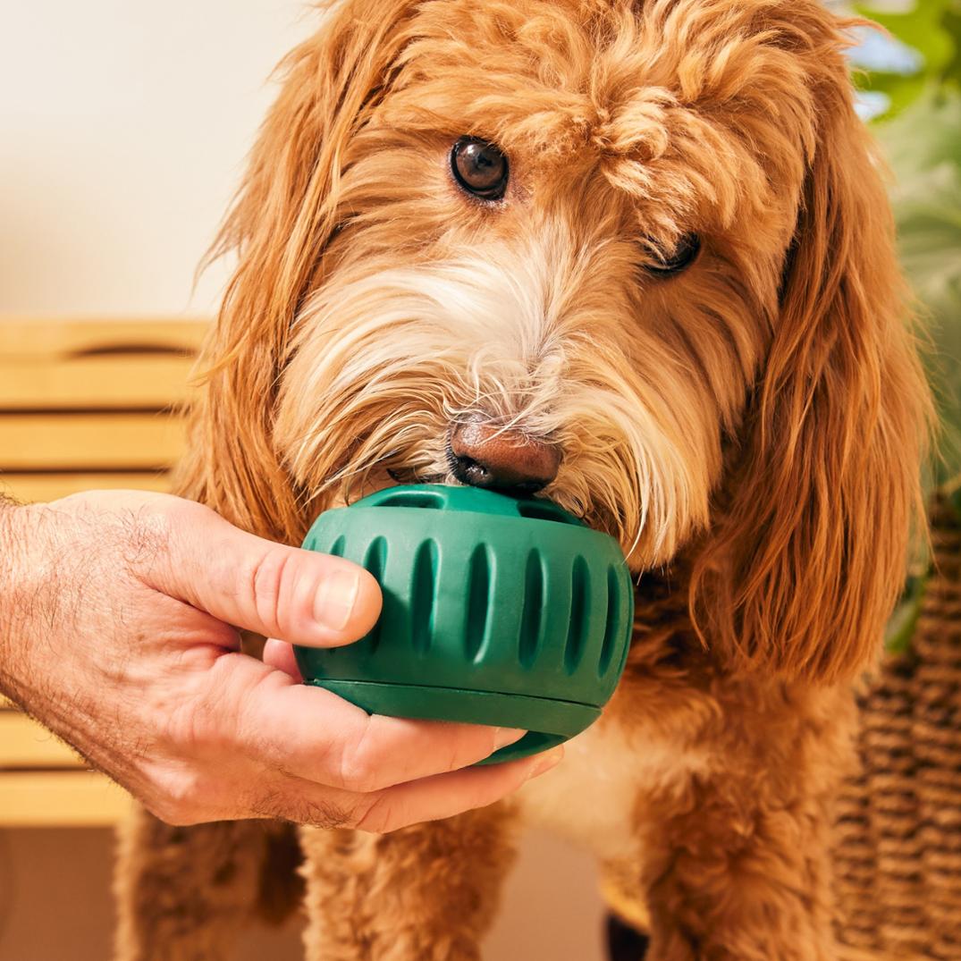 Location Image for Pupsicle Dog Toy