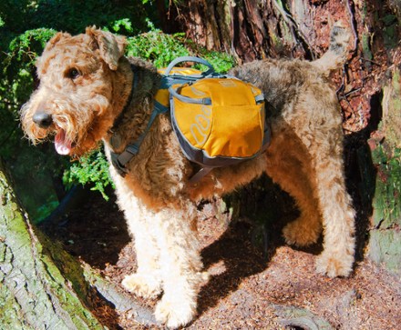 REI Coop Ultra Dog Pack Medium REI Coop