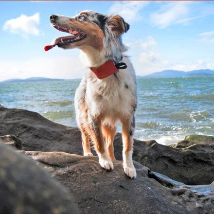 Nite Ize RadDog All-In-One Collar and Leash 9