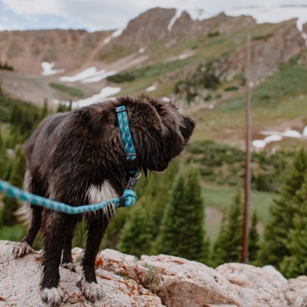 Location Image for Rope Reflective Collar