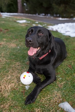 Location Image for Chicken Dog Ball