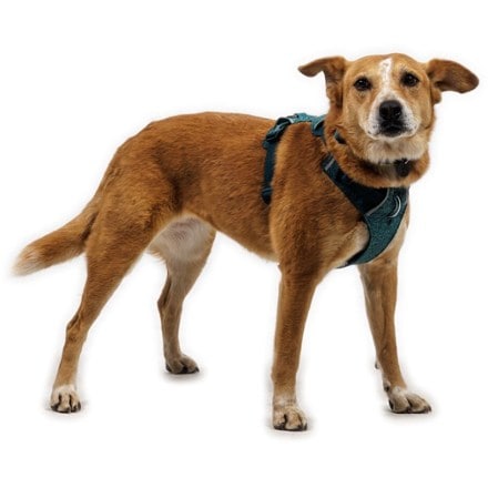 Ruffwear Front Range Flex Harness 5