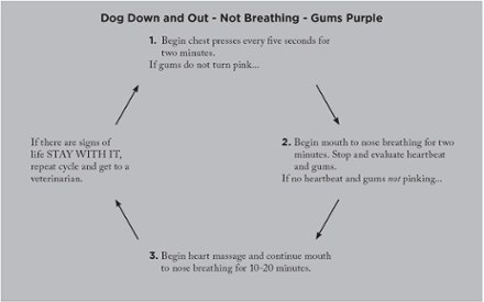 Adventure Medical Kits Canine Field Medicine: First Aid for Your Active Dog 1