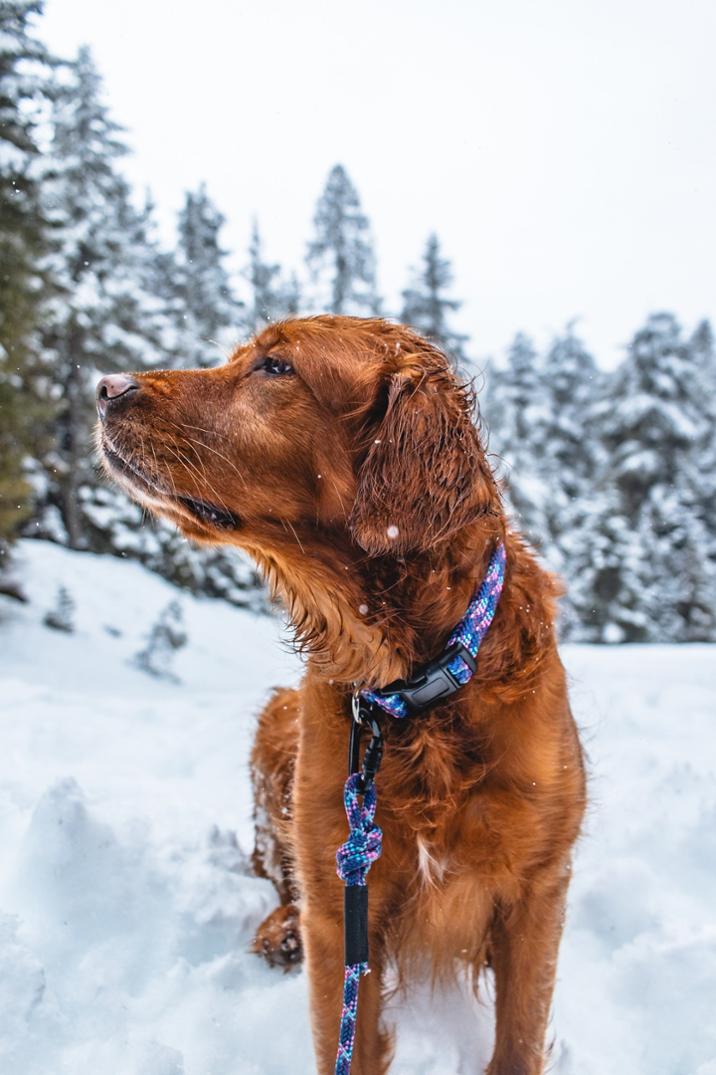 Location Image for Rope Reflective Collar