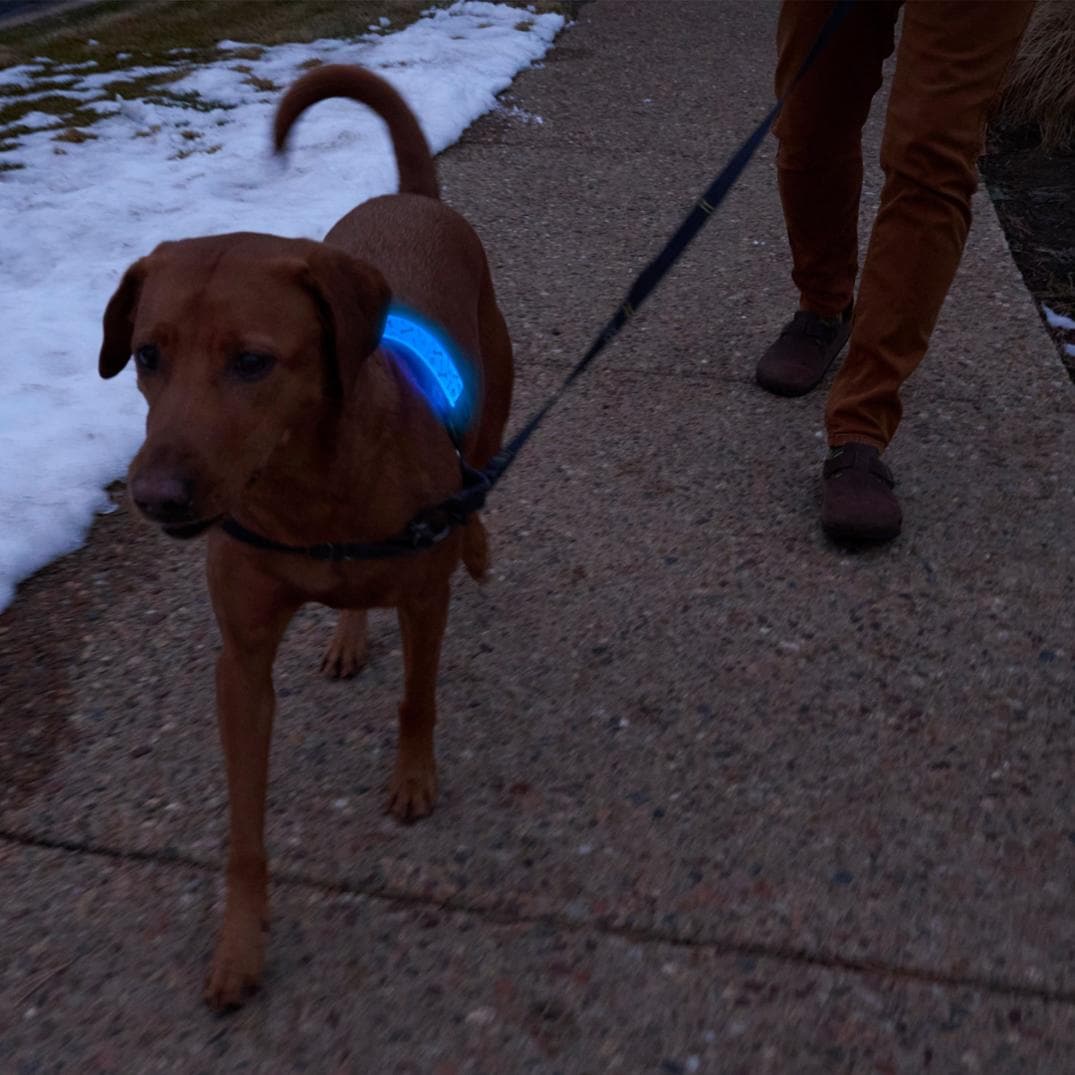 Location Image for NiteDog Disc-O Select Rechargeable LED Collar Cover