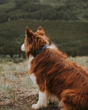 Location Image for Waterproof Collar