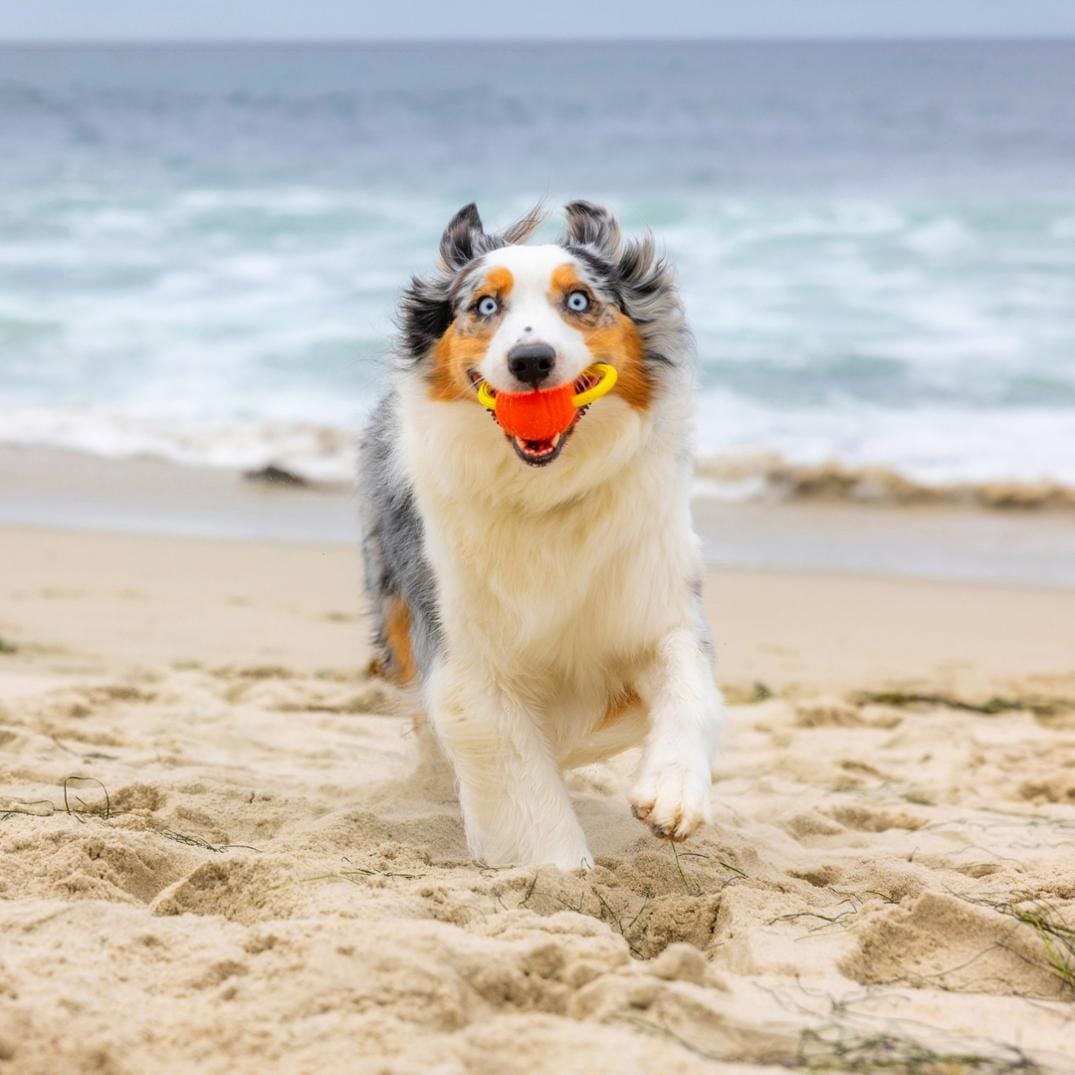 Location Image for Hive Zoomer Dog Toy Launcher & Looped Ball