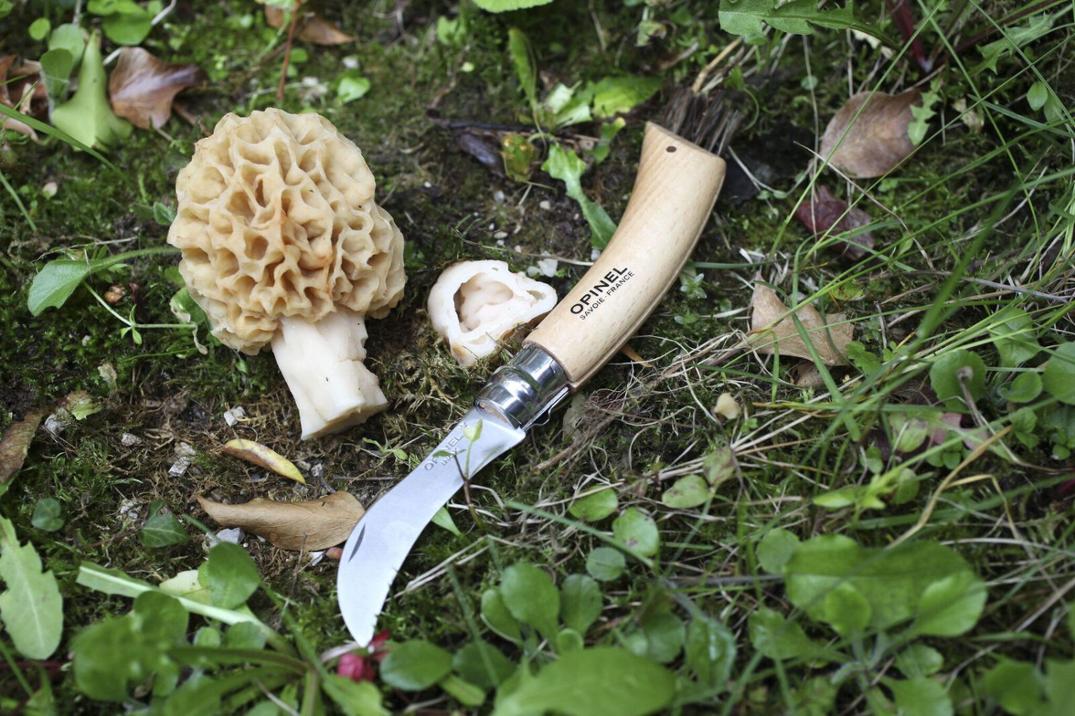 Location Image for No. 8 Mushroom Knife