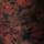 Color: New Romantics