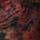 Color: New Romantics