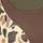 Color: Bison/Duck Camo