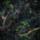 Color: Valdivian Forest
