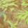 Color: Prairie Paintbrush