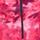 Color: Wild Lotus