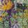 Color: Jungle Cat