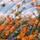Color: Super Bloom