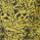 Color: Moon Moss Forager Print