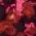 Color: Red Oxide Dye Flower/Nico