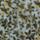 Color: Saltwater Wildflower