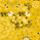 Color: Curry