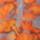 Color: Bonfire Bruce Print