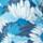 Color: Blue Echinacea