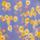 Color: Blue Shadow Daisy Print