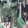Color: Thyme Green Floral