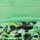 Color: Magic Mint