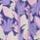 Color: Blooming Lilac