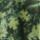 Color: Woodland Green Yosemite Oak