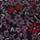Color: Anemone