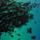 Color: Blue/Green Surge