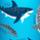 Color: Sharks Of The World