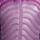 Color: Bold Berry/Monarch Purple