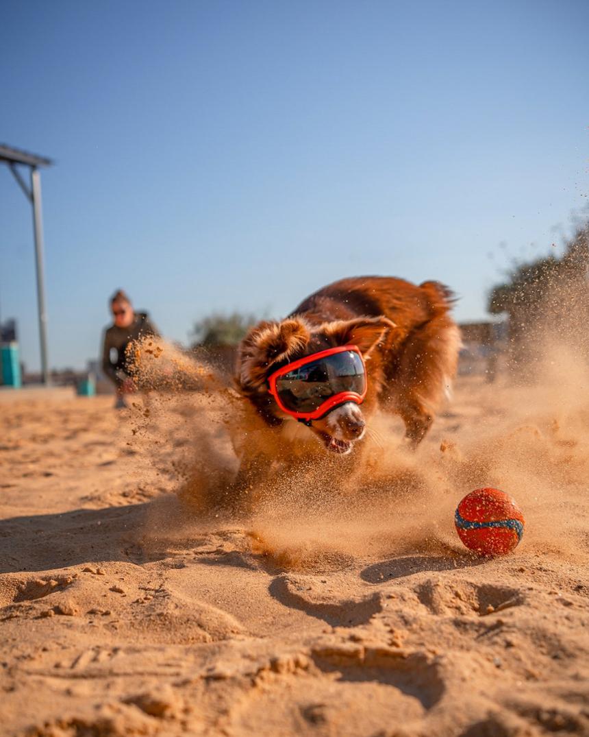 Location Image for V2 Dog Goggles