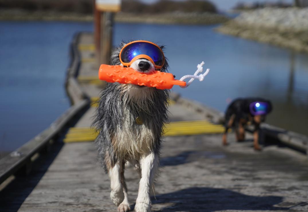 Location Image for V2 Dog Goggles