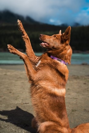 Wilderdog Waterproof Collar 5