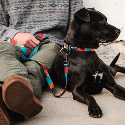 Rei dog best sale leash